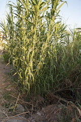 Obraz premium Plant of the Genus Arundo along the coast 