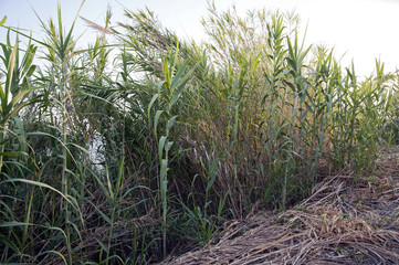 Fototapeta premium Plant of the Genus Arundo 