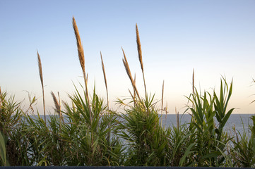Reeds in bloom along the coast 
