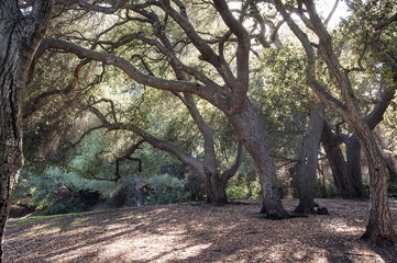 Beams of evening sun passing through the forest trees