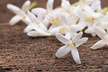 white flower of Cork Tree, Indian Cork (Millingtonia hortensis L