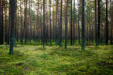Fototapeta na wymiar Misty morning in the woods. forest with tree trunks