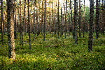 Misty morning in the woods. forest with tree trunks