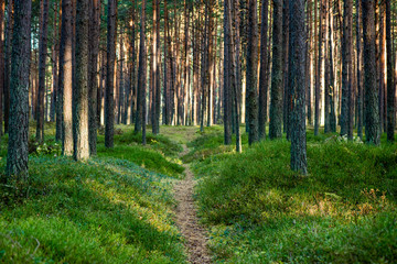 Misty morning in the woods. forest with tree trunks