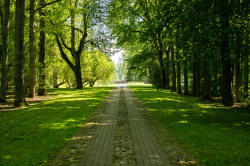 Misty morning in the woods. forest with tree trunks