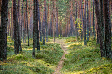 Misty morning in the woods. forest with tree trunks
