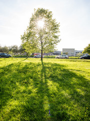 Misty morning in the woods. forest with tree trunks
