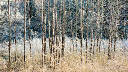 Fototapeta premium Misty morning in the woods. forest with tree trunks