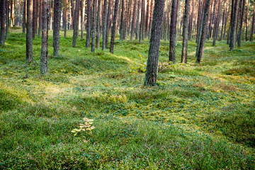 Misty morning in the woods. forest with tree trunks