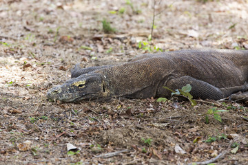 Komodo Dragon