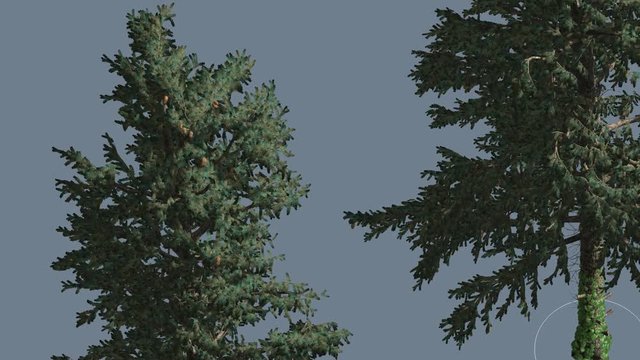 Two White Firs at Strong Wind Coniferous Evergreen Trees Are Swaying at the Wind Green Needle-Like Leaves on the Tree Abies Concolor Daytime Animation