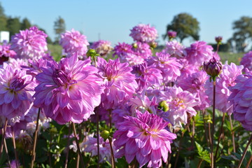 Obraz premium Pink Dahlias in a field of flowers
