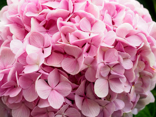 Naklejka premium hydrangea flowers tender romantic floral background