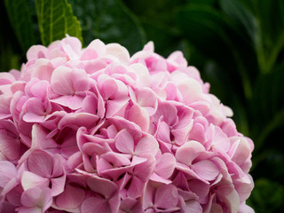hydrangea flowers tender romantic floral background