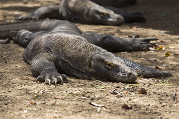 Komodo Dragon