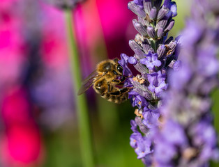 bee