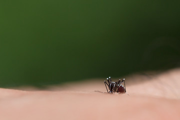 Aedes aegypti Mosquito. Close up a Mosquito sucking human blood,