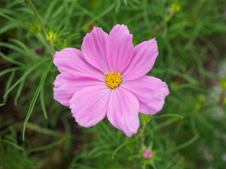 Close-up pink cosmos flower
