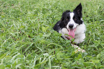 Black and White Border Collie puppy
