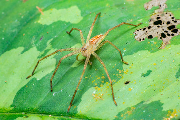  Nursery Web Spider (Pisaura mirabilis) on a leaf