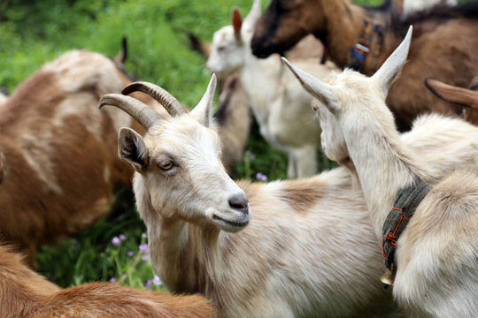 Goats of Stara mountain, Southeast Serbia