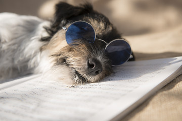 sleeping musician dog - jack russell terrier