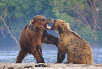 Cubs playing lake kuril, kamchatka