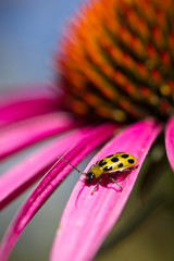 Cucumber Beetle on Echinacea