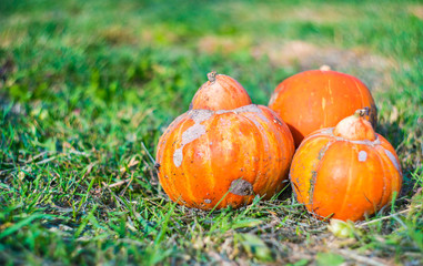 Small decorative pumpkins.