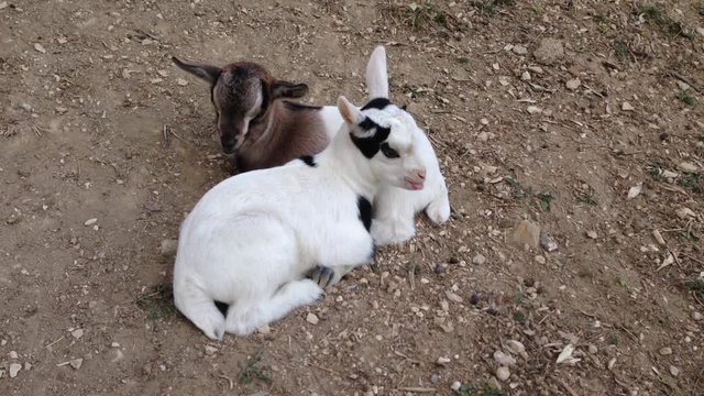 Cucciolo di capra nana africana sbadiglia mentre si riposa