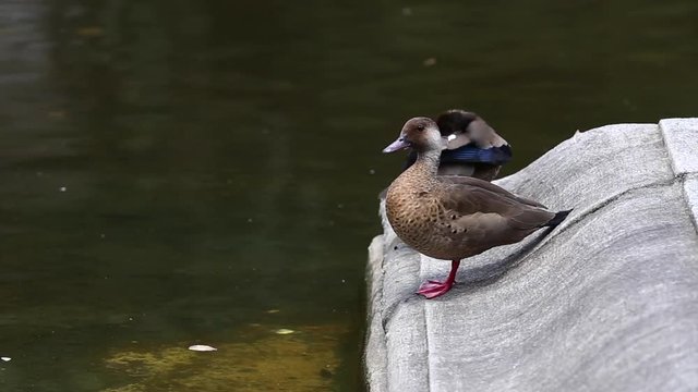 ducks sunbathing on the edge of pond