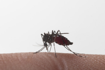 Aedes aegypti. Close up a Mosquito sucking human blood.