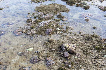 Coral reef in low tide