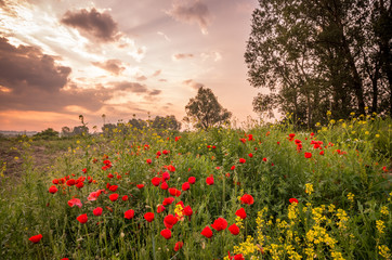 Plakat Red poppies on the summer meadow
