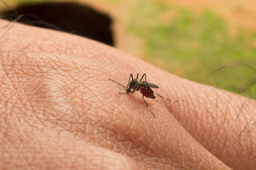 Aedes aegypti. Close up a Mosquito sucking human blood.
