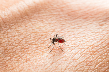Aedes aegypti. Close up a Mosquito sucking human blood.