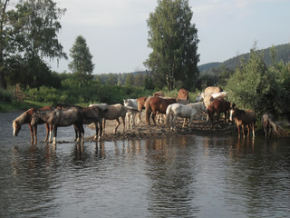 Wild horses are drinking water near the river