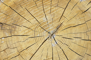 Fototapeta premium Cutting a tree trunk