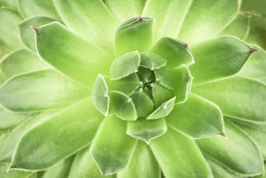 Houseleek