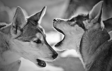 2 Huskys