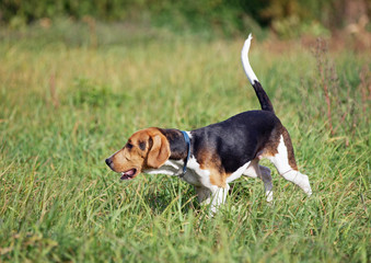 Estonian hound puppy running in field