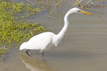 Great Egret on the Hunt
