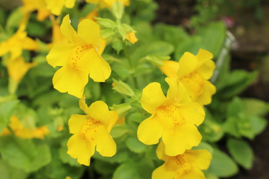 Fototapeta Red spotted yellow "Monkey" flower (or Musk Flower) in St. Gallen, Switzerland. Its Latin name is Mimulus Luteus, native to South America.