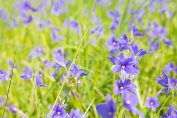 Monochoria vaginalis purple flowers blooming in swamp selective