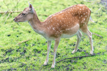 Yound spotted deer