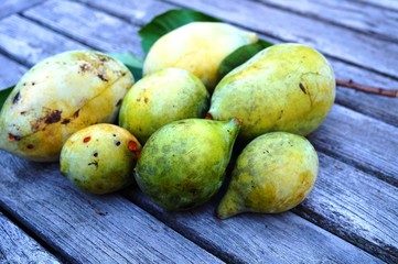 Fruit of the common pawpaw (asimina triloba), also called custard apple
