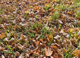 Autumn leaves background. Lot of dry fallen foliage. Brown poplar and birch leafage. Selected focus on central part of image.