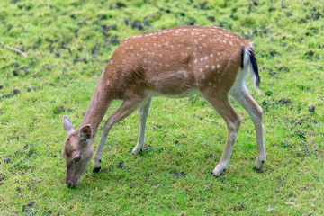 Naklejka na ściany i meble Young deer grazing on grass