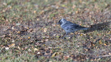 Western Jackdaw Walking on Grass