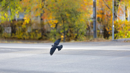 Western Jackdaw flying over Road
